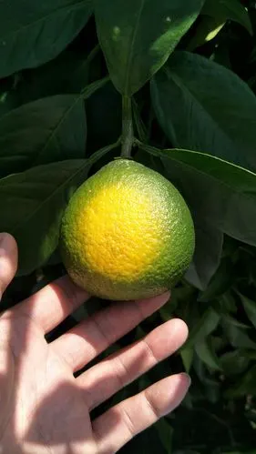 柑橘太阳果的发生及其预防