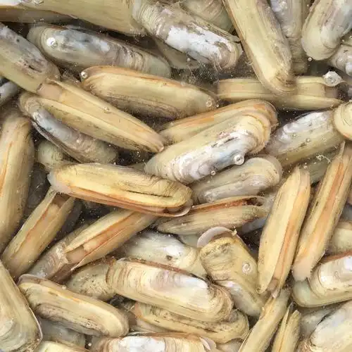 蛏子鲜活野生双头蛏海鲜水产贝类新鲜海蚬子海蛤蜊蛏王竹节蛏蛏干