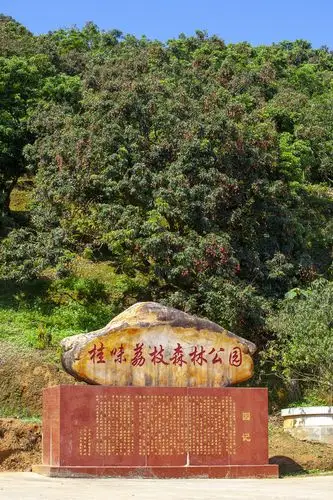 高州大井桂味荔枝文化节6月10日上午举行