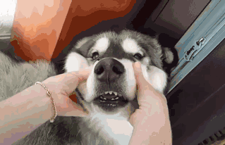 319_206gif 动态图 动图