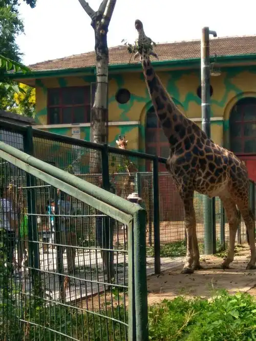 北行记(北京篇)参观北京动物园随想