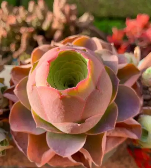 多肉山地玫瑰全品种状态图&状态视频合集～下(多图剧毒)