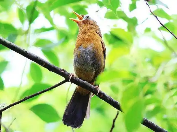【高清版】群鸟鸣叫系列二_实录大自然的声音_健康养生-喜马拉雅fm