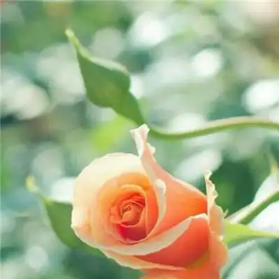 好看的玫瑰花头像图片大全 适合做头像的玫瑰花图片唯美_微信头像