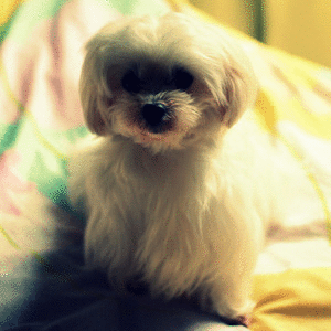 狗狗可爱卖萌眨眼睛gif动图_动态图_表情包下载_soogif