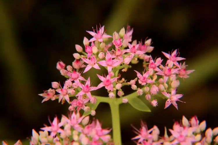 盛开在秋日的八宝景天