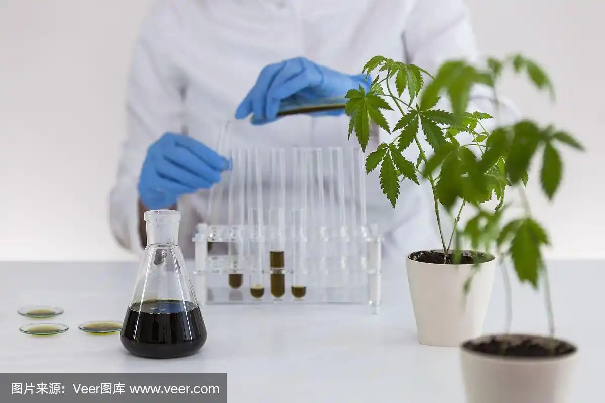 一个女性科学家在实验室工作与cbd油从大麻植物提取实验的特写.