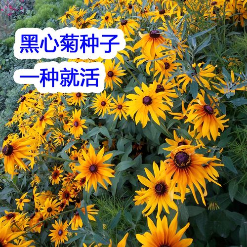 黑心菊种子春秋播种多年生宿根花卉种子耐旱耐寒绿化草花种子 黑心菊