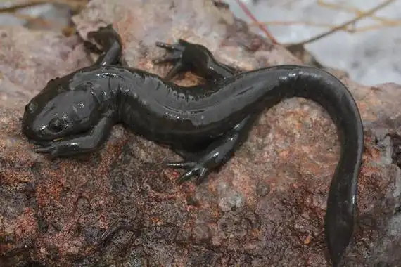 i>hynobius amjiensis /i>)是小鲵科,小鲵属的两栖动物,是中国的特有