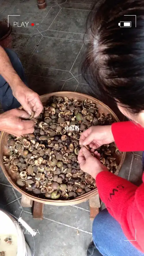 剥茶籽又有纯正山茶油吃啦