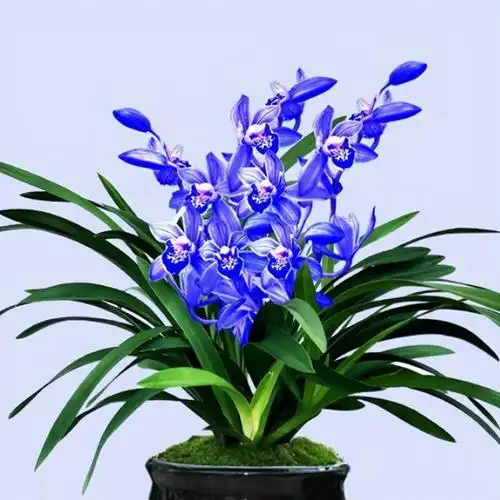 兰花是我国的名贵花卉,它虽然没有牡丹的雍容华贵,但却平添了一丝的