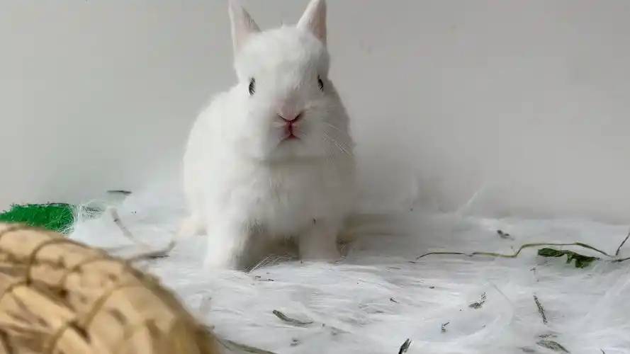 白色侏儒兔小胖妞妹妹可吧嘿嘿