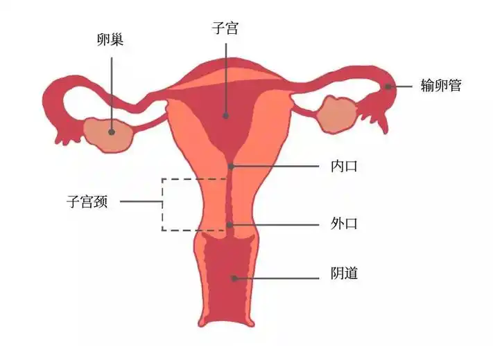 子宫位于腹部正中间,下方连接阴道,是女性发生月经与孕育胎儿的器官.