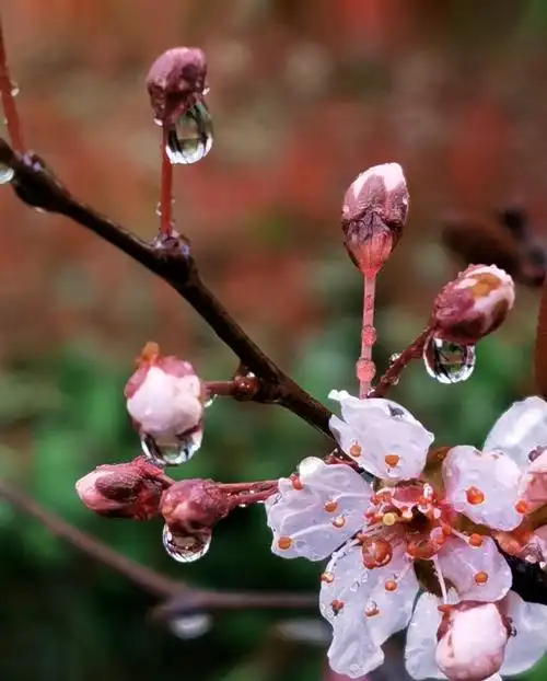 雨中闲拍一一花朵上的雨珠