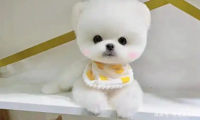 茶杯犬能活多久如何饲养茶杯犬