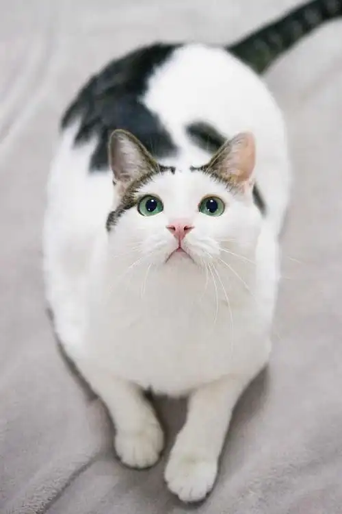 养一只奶牛猫是什么感受?