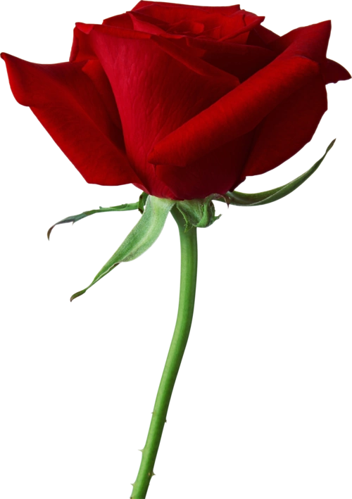 rose png