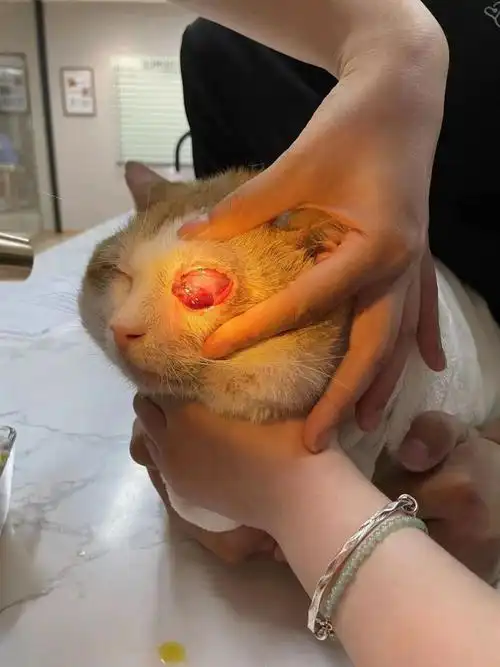 猫咪角膜溃疡77角膜溶解77角膜穿孔77青光眼