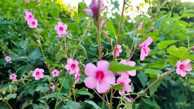 野生地桃花妙用多,农民却把它当杂草除掉-三农视频-搜狐视频