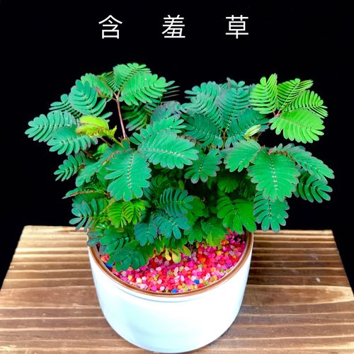 含羞草盆栽害羞草植物迷你室内电脑防辐射净化空气四季常青绿植趣