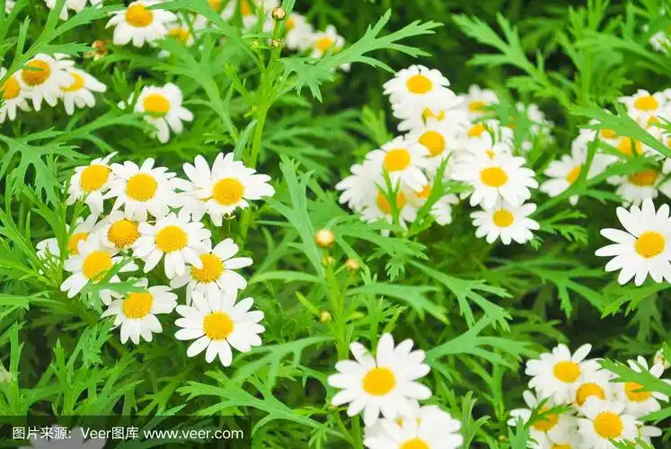 白色的雏菊花突出地从它的叶子上