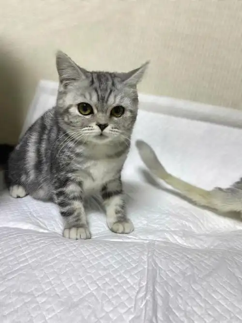 猫美短虎斑三个月大妹妹哟