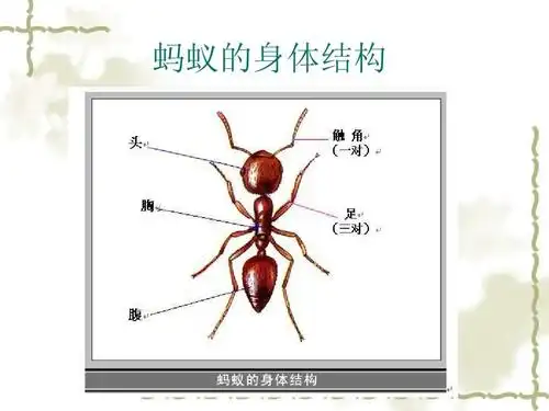 蚂蚁的身体结构