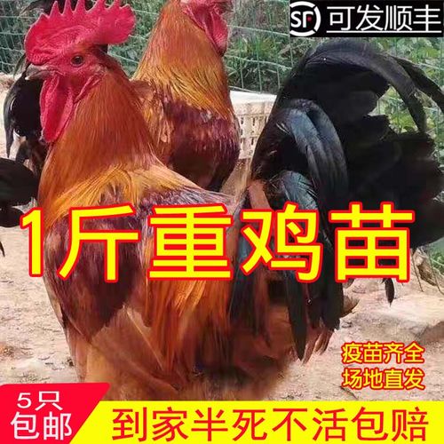 九斤红公鸡活苗九斤黄鸡苗公鸡肉鸡红玉380鸡苗小鸡活苗阉鸡活苗 3-5