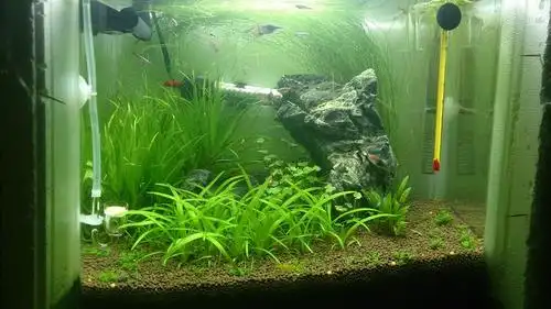 高人来帮帮忙急关于小水兰