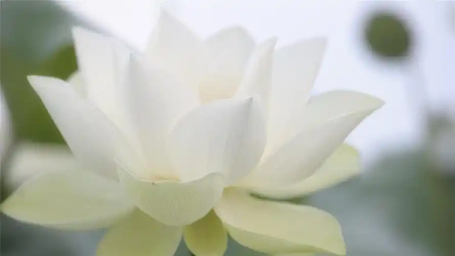 清新美好荷花壁纸_清新夏天的荷花