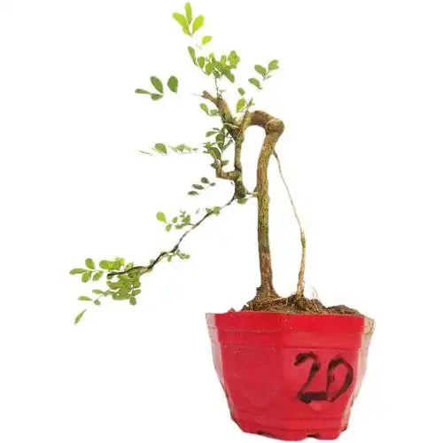 原生老桩九里香提根文人造型盆景四季常青开花结果绿植