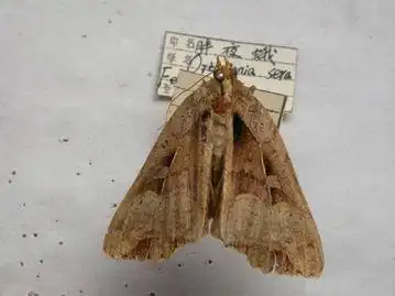 求吸果夜蛾图片,谢谢