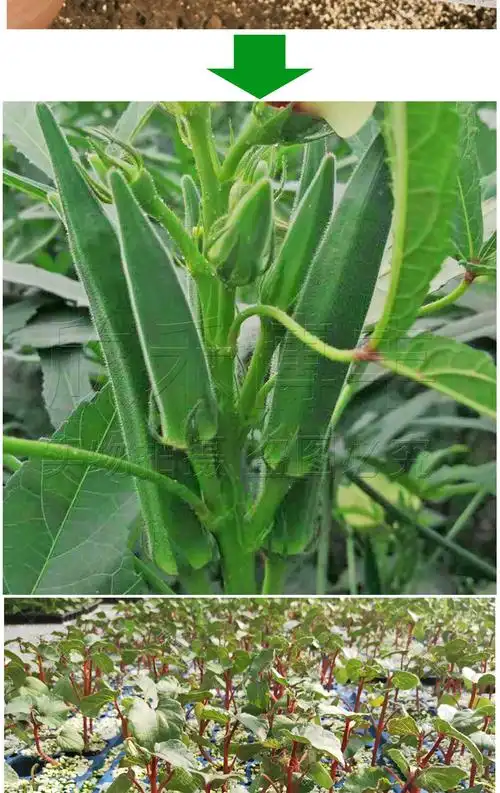 秋葵苗寿禾 黄秋葵种苗春季夏季耐热红秋葵秧苗秋葵苗子蔬菜绿秋葵