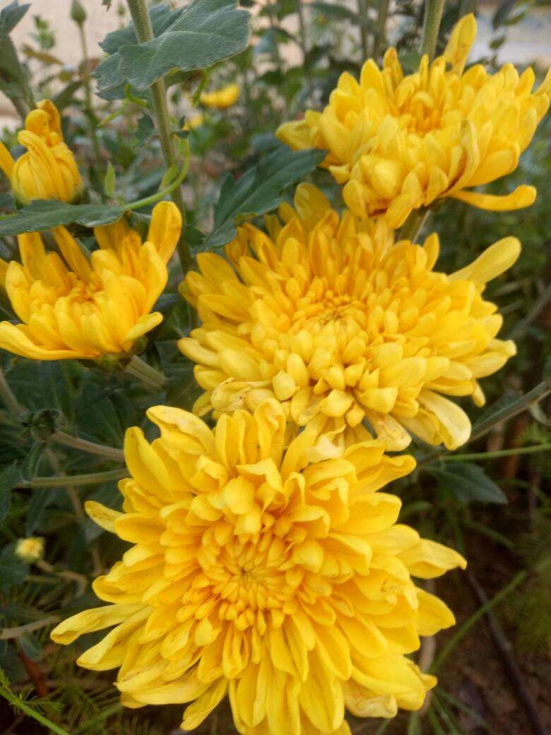 老年人喜欢的7种花,一看见就走不动路,年纪越大越喜欢