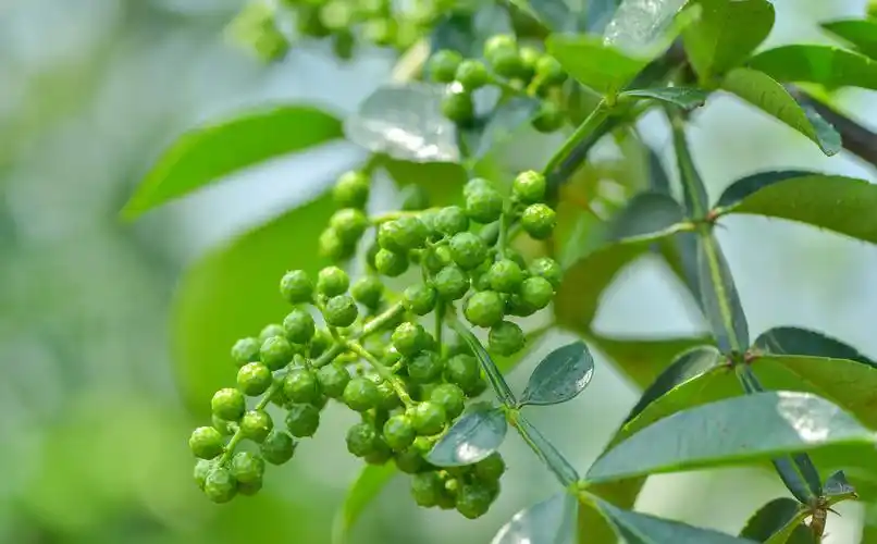 种植九叶青花椒想要"三年"高产花椒苗价格_好花椒网