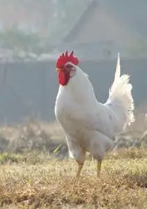 纯白大公鸡