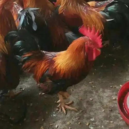 清远麻鸡苗 3.80 元/只