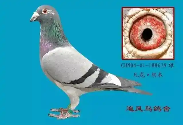 图集丨凡龙种鸽欣赏