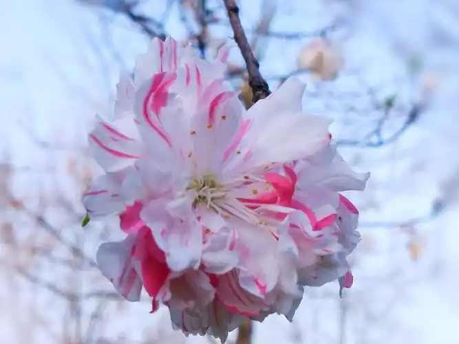 惊艳的撒金碧桃花