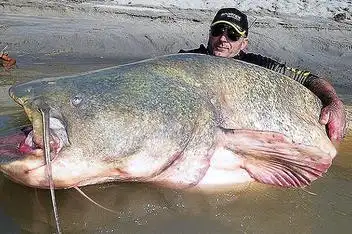 世界上最大的淡水鱼 亚马逊象鱼-在线观看-酷6视频_百度视频搜索