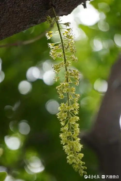 花开齐鲁|你认识皂角树吗?济南英雄山皂角树开出串串穗状花