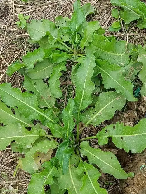 江西孔目江国家湿地公园:羊蹄