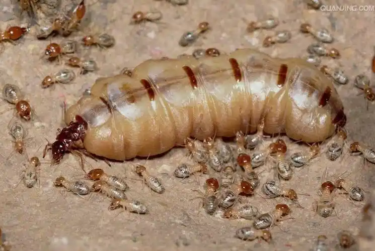 供应信息 东莞灭白蚁,白蚁,白蚂蚁,白蚁的习性,白蚁