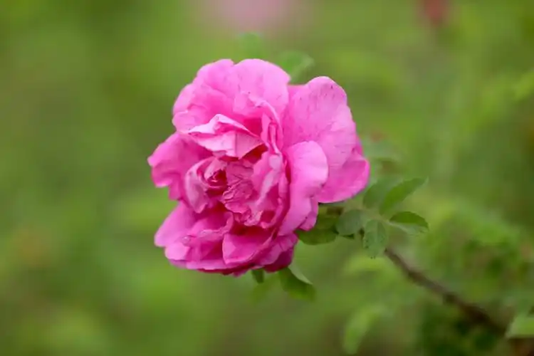 济南市市花玫瑰花