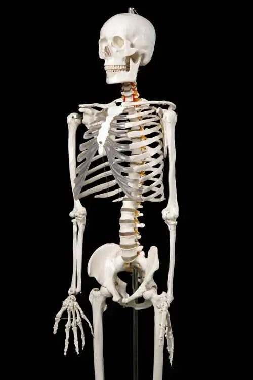 新款厂家直销医学标准的170cm人体大骨骼模型 骷髅骨架标本