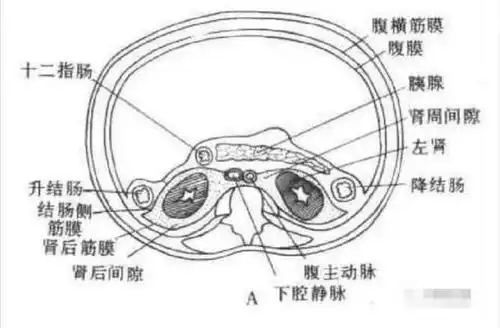 解剖丨腹膜后间隙(包懂包会)!