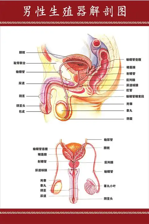 男性生殖器系统示意图医学宣传挂图人体器官解剖图医院布置海报