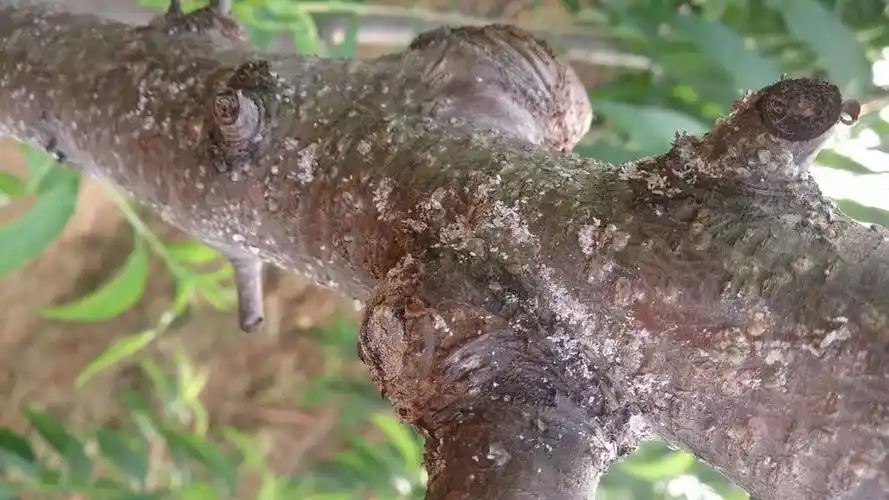 小小蚧壳虫治它有妙法