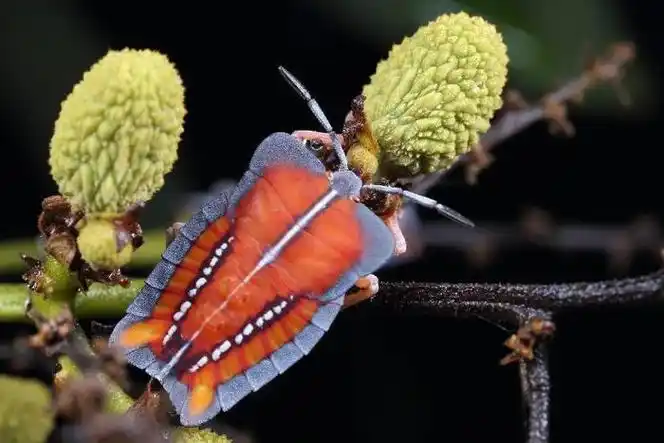 34目475科3198属12093种广东首份昆虫名录发布