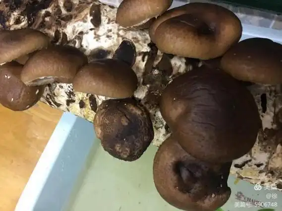 香菇颜色变深还能吃吗 香菇变深色了还可以食用吗_百科-探索生活